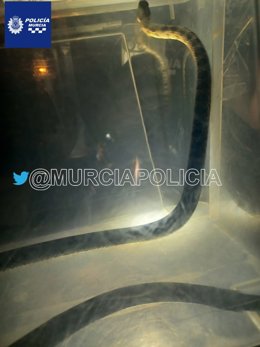 Imagen de la serpiente capturada