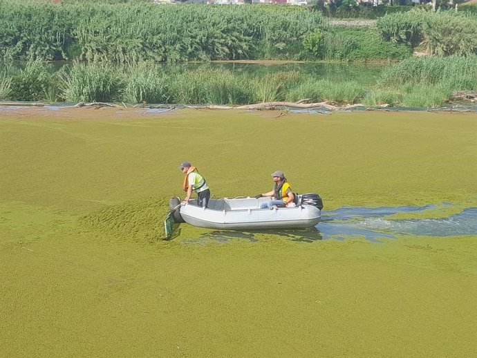 Actuaciones de retirada de azolla