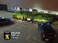 La Policía Local de Lorca desmantela un cultivo de más de 300 plantas de marihuana en una vivienda de Marchena