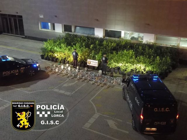 Plantación de marihuana intervenida por la Policía Local de Lorca en una vivienda de la pedanía de Marchena