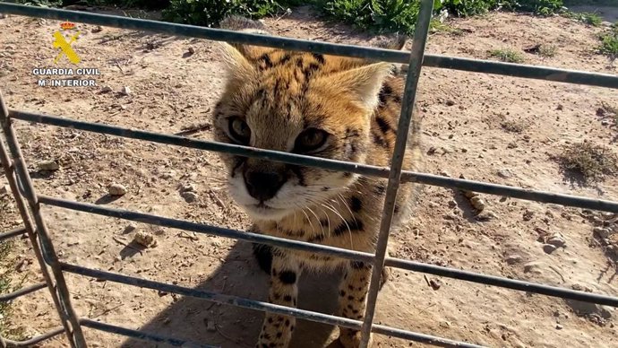 Seis detenidos por tráfico ilegal de grandes felinos entre España y Francia desde una finca en Sax (Alicante)