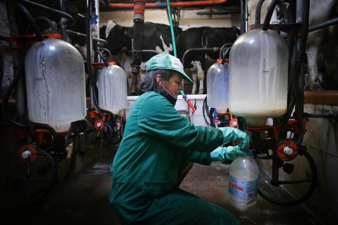 Archivo - Una mujer trabaja durante el ordeño en la ganadería Bértolos e Serranos, a 19 de febrero de 2023, en Macedo, Friol, Lugo, Galicia (España). La ganadería Bértolos e Serranos produce leche para venta y para elaboración de quesos bajo marca propi
