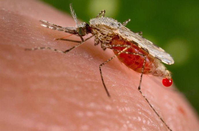 Archivo - Malaria, mosquito