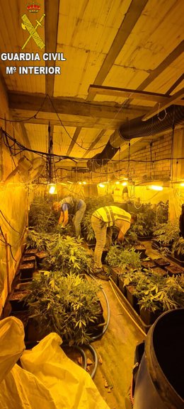 Plantación de marihuana intervenida en una vivienda de Bornos.