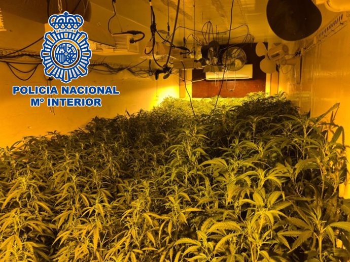 Desmantelada una plantación de marihuana en una nave.