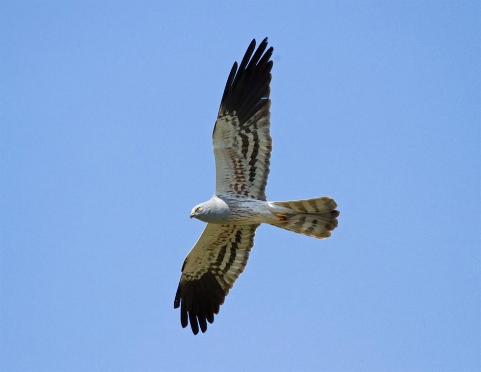 Archivo - Un aguilucho cenizo.
