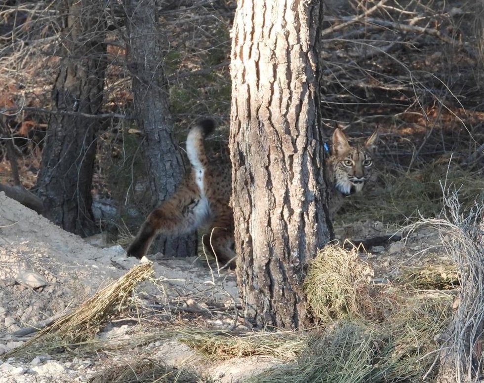 Lince ibérico llamado 'Torrealvilla'