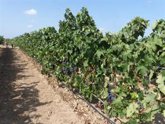 Foto: La FCAC alerta que la producción de la viña puede "caer hasta un 60%"