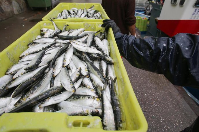 Cajas de sardinas a su llegada al puerto de Burela, a 22 de junio de 2023, en Burela, Lugo, Galicia (España). Los próximos 23 y 24 de junio se celebra en Burela la X Festa Castrexa, organizada por la Asociación Burela Castrexa. El 23 tiene lugar el San 
