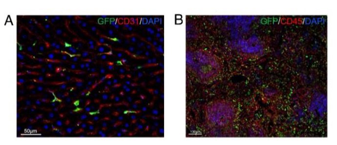 Hígado con células trasplantadas.
