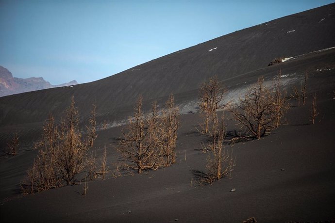 Archivo - Varios pinos canarios junto a una colada de lava y sepultado por la ceniza en la zona de Las Manchas
