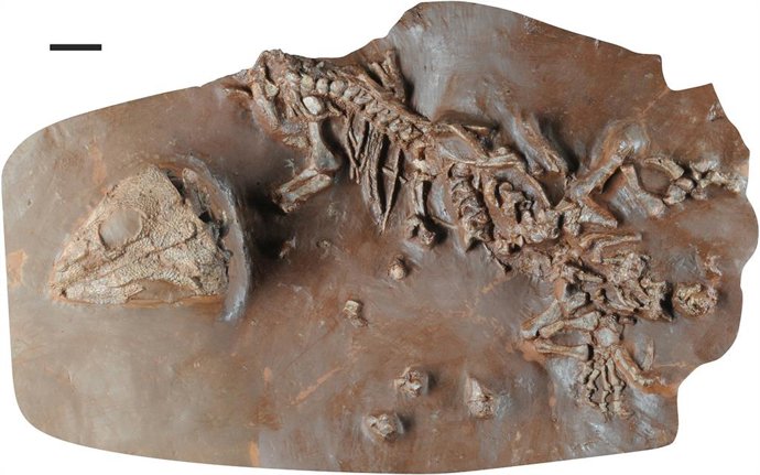 Fotografía del ejemplar que ha permitido descrbir la nueva especie "Tramuntasaurus tiai" hallado en banyalbufar.