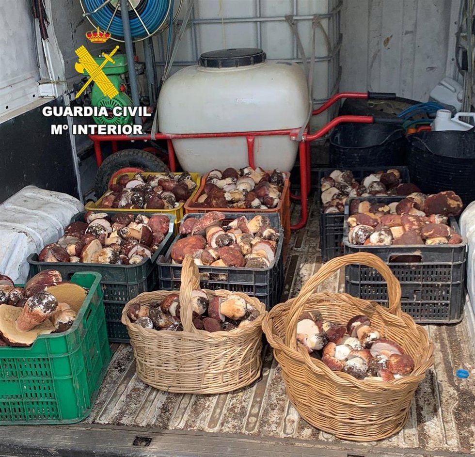 Las cajas y las cestas con las setas recogidas sin licencia en pinares de León.