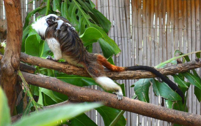 Una de las dos crías de titi de algodón que han nacido en las instalaciones de Terra Natura Benidorm.