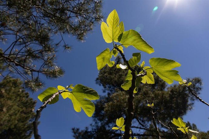 Archivo - Hojas de higuera en el Arboreto de Luis Ceballos, a 26 de mayo de 2022, en San Lorenzo de El Escorial, Madrid (España). El bosque Arboreto de Luis Ceballos se inauguró en 1996, está situado en el Monte Abantos y ofrece la posibilidad de conoce