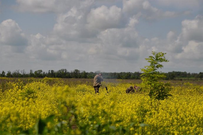 Un campo de flores en Vuhledar, Donetsk (Ucrania)