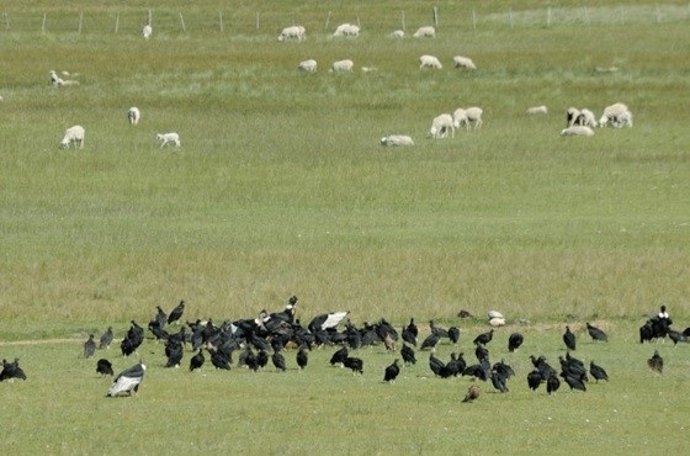 Grupo de cóndores andinos