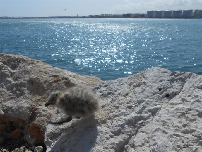 Cría de gaviota de Audouin en el Puerto de Barcelona