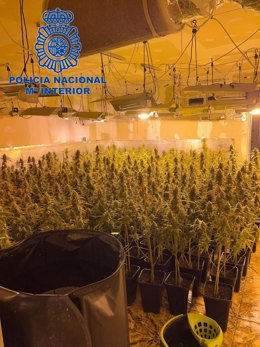 La Policía Nacional en colaboración con Policía Local desmantela una plantación de marihuana indoor en el Distrito de Marítim