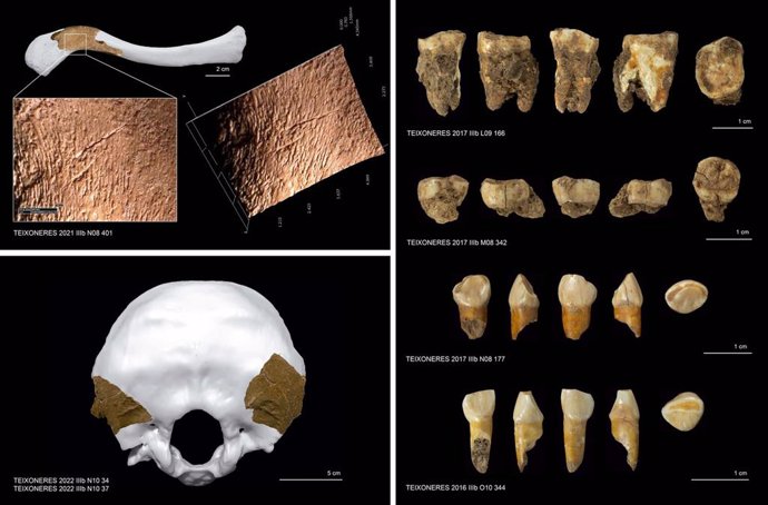 Restos de neandertal hallados en la Cova de les Teixoneres de Moi (Barcelona)