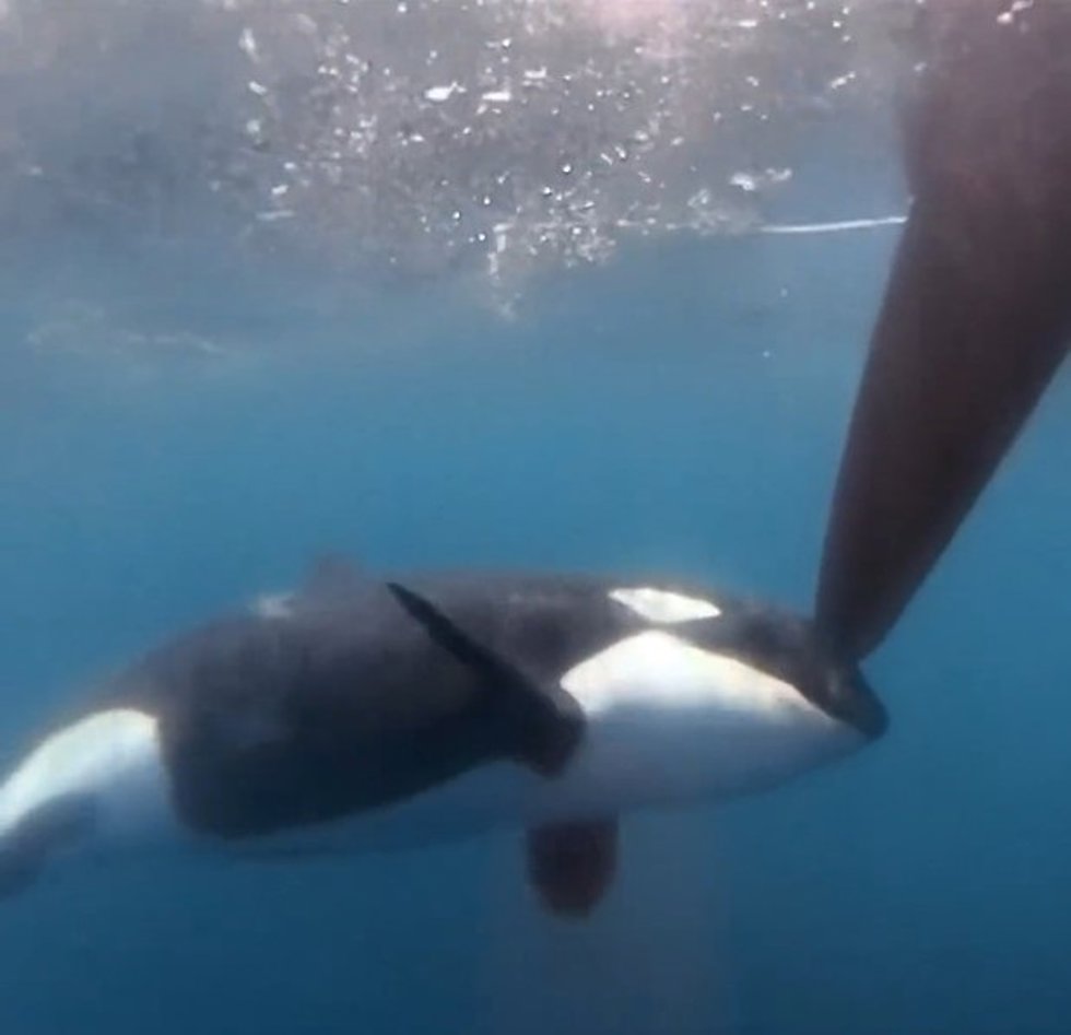 Una orca ataca al Team Jajo durante el paso por el estrecho de Gibraltar en la The Ocean Race