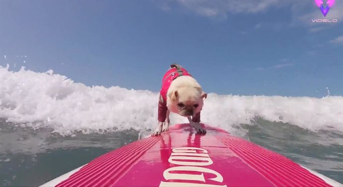 Mira a este perro surfista lanzándose a las olas con un increíble talento