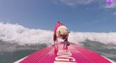 Foto: Desconecta.- Mira el increíble equilibrio de este perro surfista lanzándose a las olas 