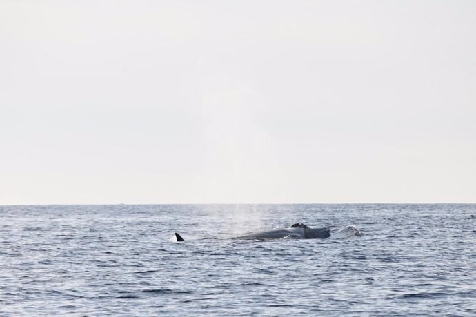 Avistamiento ballenas