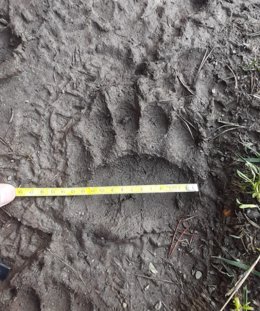 Huella de un oso detectada en Andorra hace unas semanas.