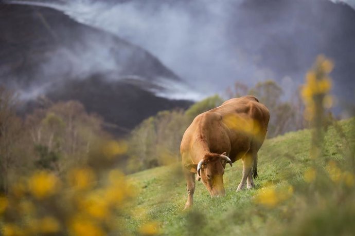 Archivo - Una vaca pasta con un fonde de monte quemado en O Sollío, a 30 de marzo de 2023, en O Sollío, Baleira, Lugo, Galicia (España). El incendio forestal declarado en Baleira (Lugo) continúa activo y afecta ya a 1.100 hectáreas, según recoge el últi