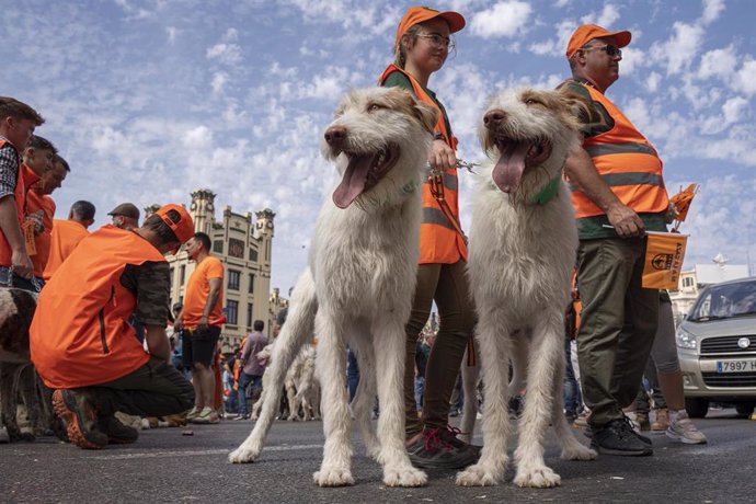 Archivo - Dos perros de caza durante una manifestación convocada por la Federación de Caza de la Comunidad Valenciana, a 6 de mayo de 2023, en Valencia, Comunidad Valenciana (España). Esta concentración reivindica un reconocimiento a la función social q