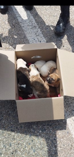 Camada de cachorros de mastín rescatados en la A-4.