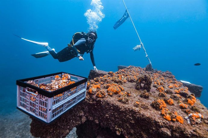 Trabajos para recuperar el coral naranja