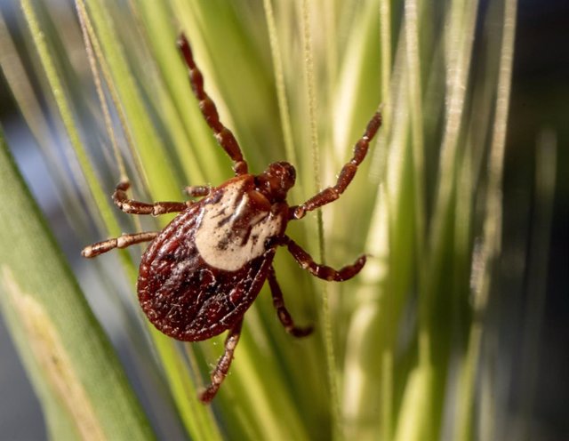 May 30, 2023, Oakland, Oregon, USA: A tick climbs on a grass head growing on brushy hillside near Elkton in southwestern Oregon. About 20 species of hard ticks are found in Oregon, but only four are known to prey on humans: western black-legged tick, Rock
