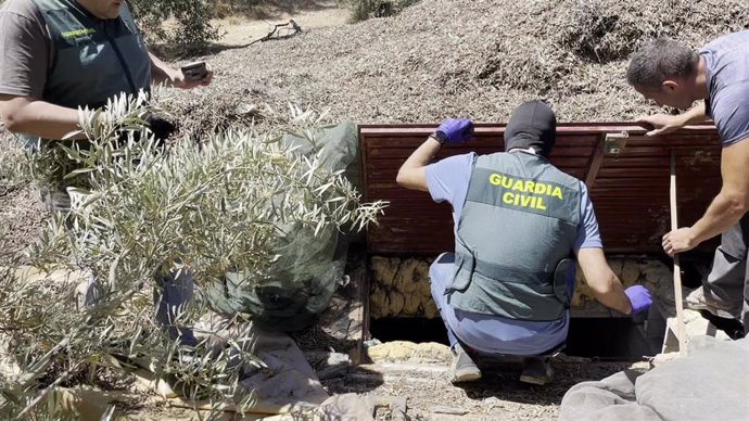 Desmantelan cultivo de marihuana en la casa de un detenido por colocar cebos envenenados