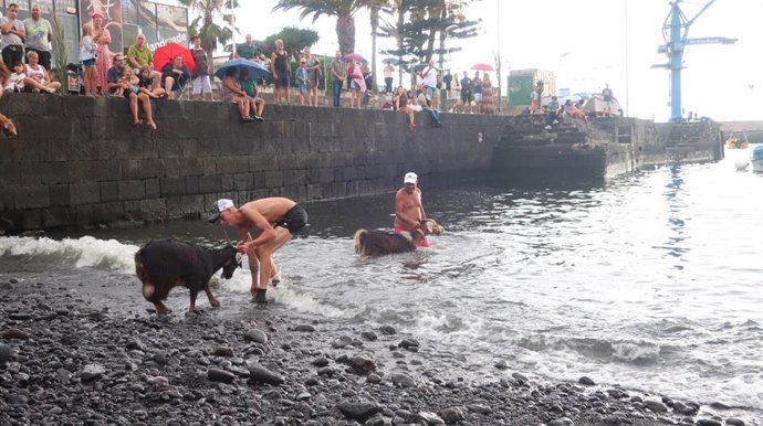 Más de 400 cabras de la comarca norte de Tenerife son conducidas por los cabreros al muelle pesquero de Puerto de la Cruz para el tradicional Baño de Cabras en el Mar que todos los años se desarrolla por San Juan