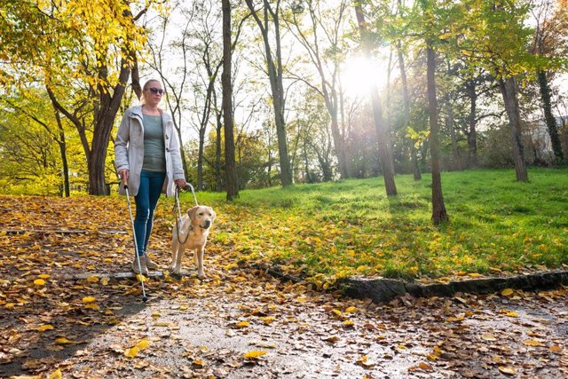 Archivo - Perro guía lleva a la mujer de forma segura a través del parque de otoño