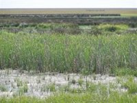 La Junta somete a información pública el programa sectorial de uso público del Espacio Natural de Doñana