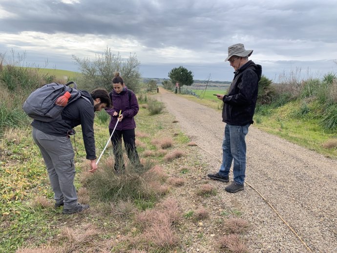 El equipo de investigación midiendo algunos arbustos en la vía verde.