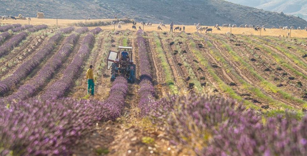 Archivo - Cultiu, camp, agricultura.