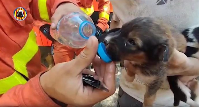 Rescatan a diez cachorros de perro de una zona rural en Xtiva