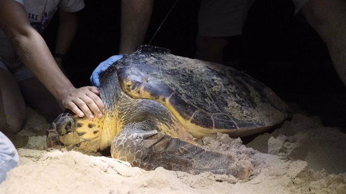 Una tortuga desova en la playa de Elche (Alicante) y es el cuarto anidamiento en una semana en la Comunitat Valenciana