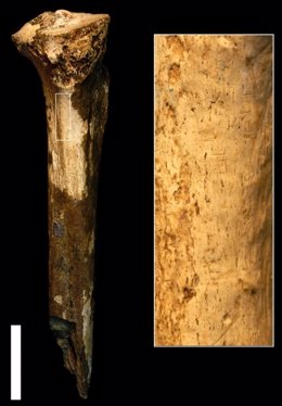 Corte del Pleistoceno temprano marcado fósil de homínido de Koobi Fora, Kenia