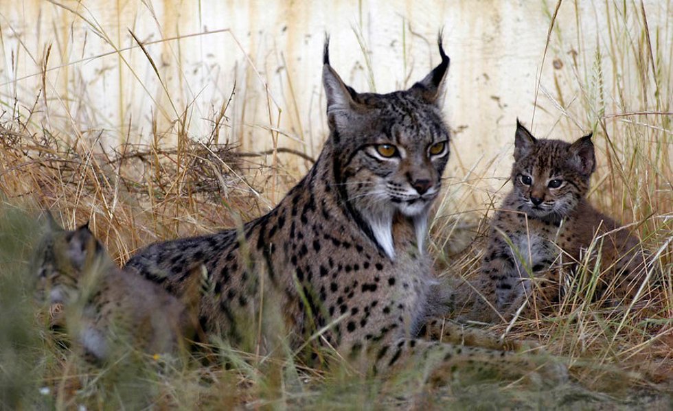 Archivo - Imagen de un lince ibérico adulto y un cachorro, en una imagen de archivo.