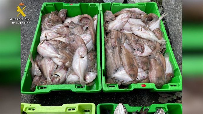 Pescado para venta irregular intervenido en Mundaka