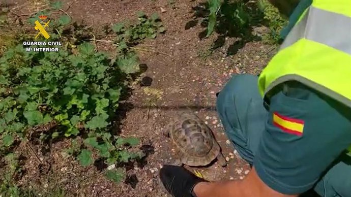 Nota Prensa 27 De Junio Tortuga