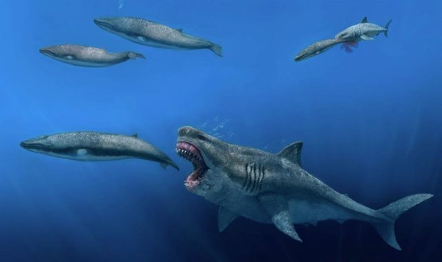 Archivo - El megalodón, el tiburón más grande que jamás haya existido, tuvo que satisfacer un requerimiento energético diario de más de 98.000 kilocalorías.