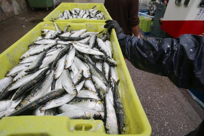 Cajas de sardinas a su llegada al puerto de Burela, a 22 de junio de 2023, en Burela, Lugo, Galicia (España). Los próximos 23 y 24 de junio se celebra en Burela la X Festa Castrexa, organizada por la Asociación Burela Castrexa. El 23 tiene lugar el San 