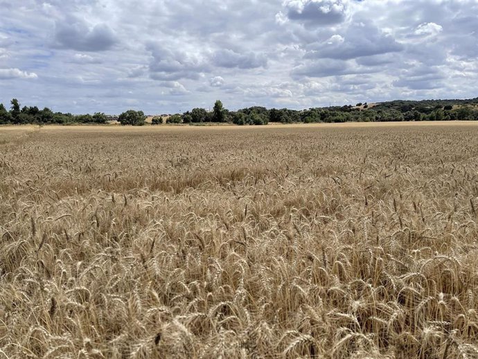 Campo de cereales de Nestlé