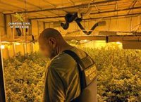 La Guardia Civil desmantela una plantación de marihuana en una nave industrial de Cieza (Murcia)